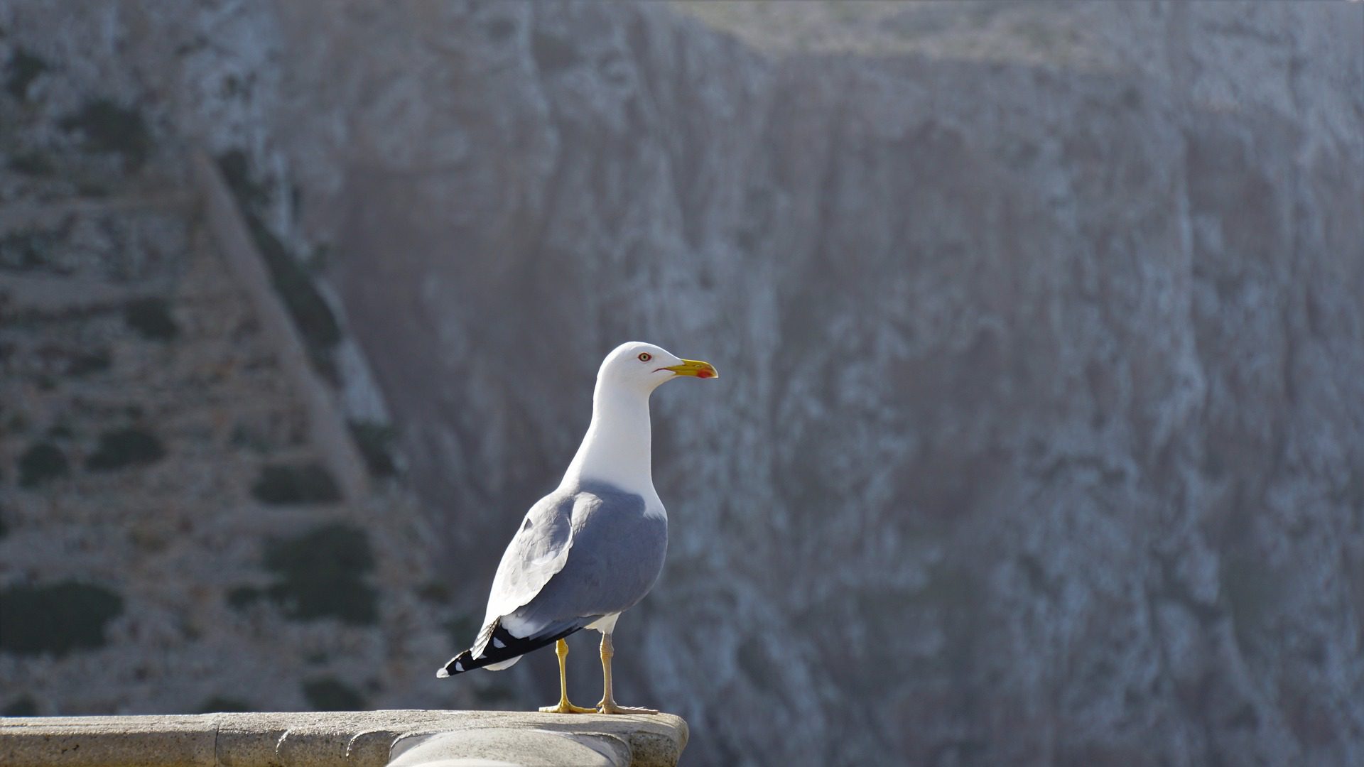 Cap Formentor